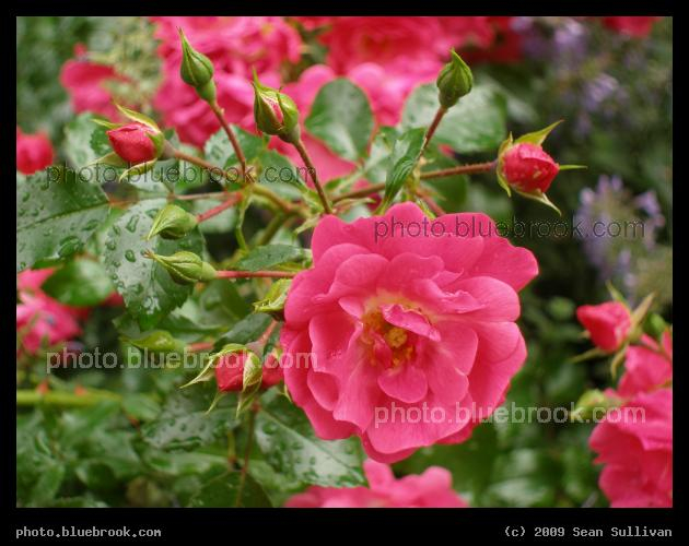 New York Rose - Washington Square Park, New York City