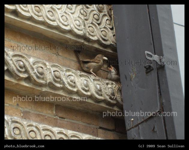Feed Me! - A baby sparrow requests food from a parent.  At the Judson Memorial Church, New York City
