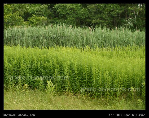 Bands of Green - Near the Fore River Trail segment of the Portland Trails, Portland ME