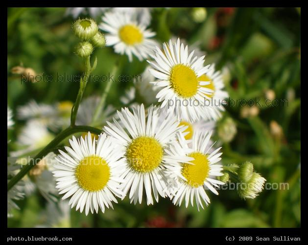 Sunny Side Up - Hadley MA