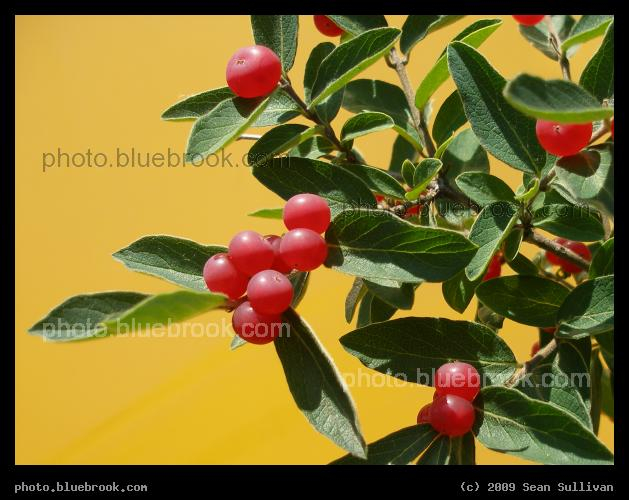 Red, Green and Mango - Berries against an unusually colored painted backdrop, Hadley MA