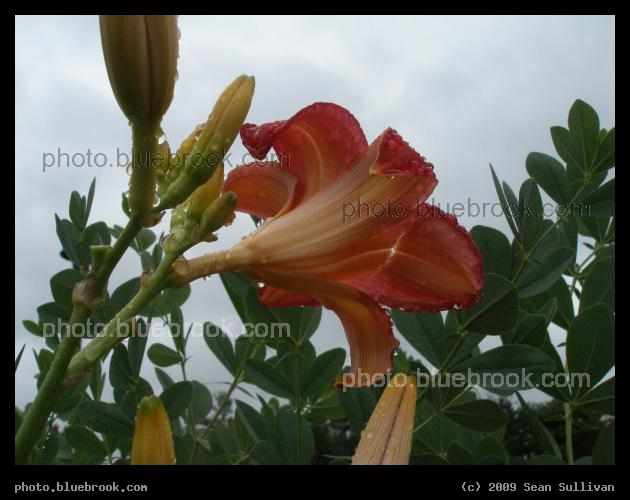Behind the Lilly - Nashua, NH