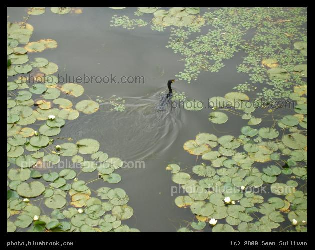 Cormorant among the Water Lillies - Mystic River, Somerville / Medford MA