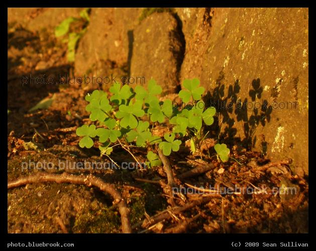 Clover at Sunset - Nathan Tufts Park at Powderhouse Square, Somerville MA