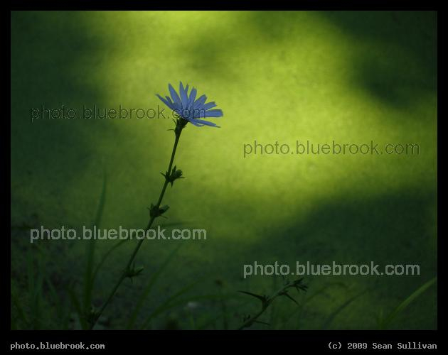 Poem - Deering Oaks Park, Portland ME
