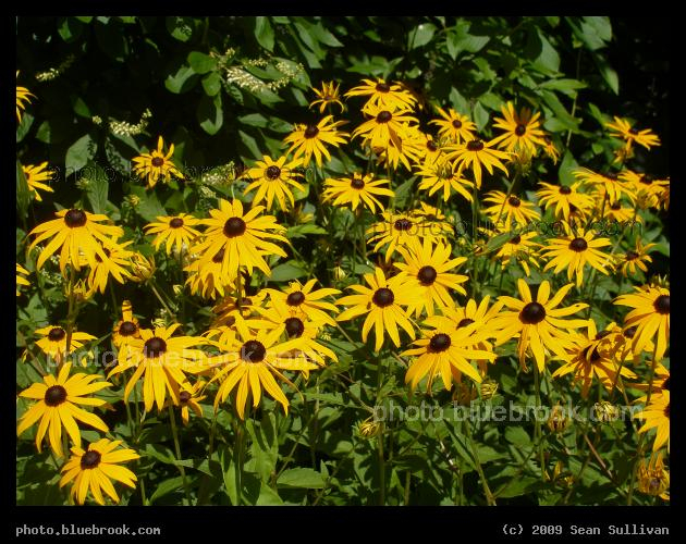 Black-Eyed Susans - Portland ME