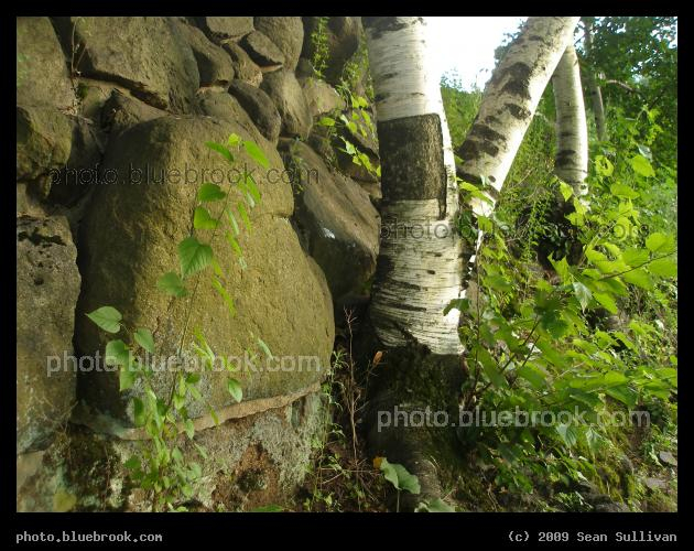 Beside the Rock Wall - Nathan Tufts Park at Powderhouse Square, Somerville MA