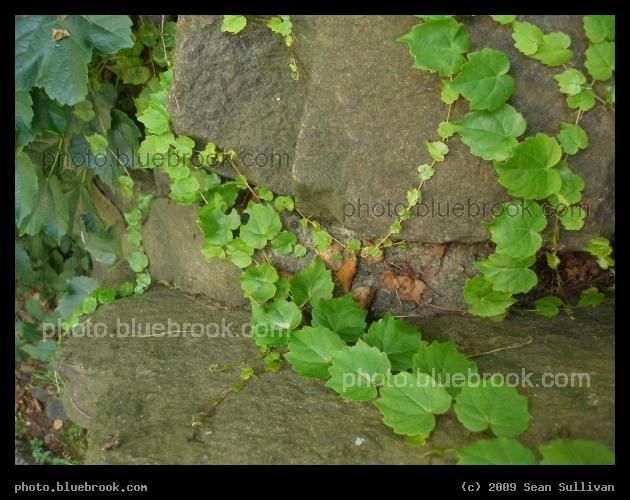Ivy and Rocks - Looking down from above at ivy on a rock wall.   Nathan Tufts Park at Powderhouse Square, Somerville MA