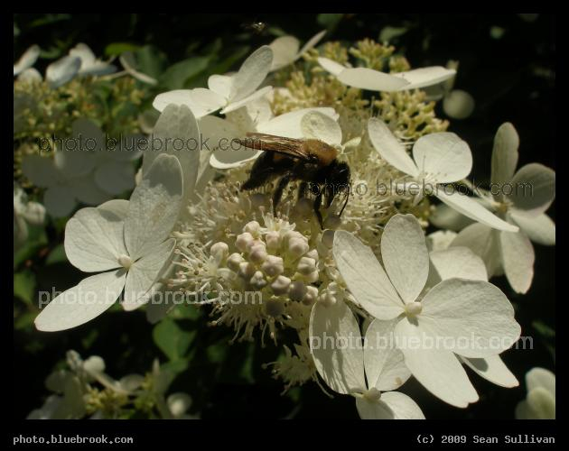 Bee on White Flowers - Somerville MA