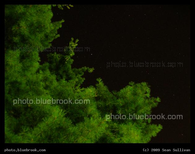 Emerald Tree and Starry Skies - Looking straight up, with the bright star Vega shining beside an evergreen tree.  Amherst MA
