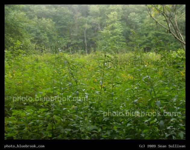 Sanctuary in Green - Webster Conservation Area, Newton MA