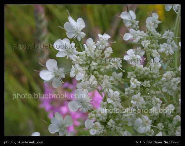 In the Background - Hadley MA