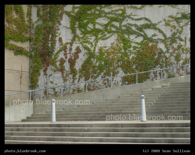 Stadium Wall - Ivy on the side of Gillette Stadium, Foxborough MA