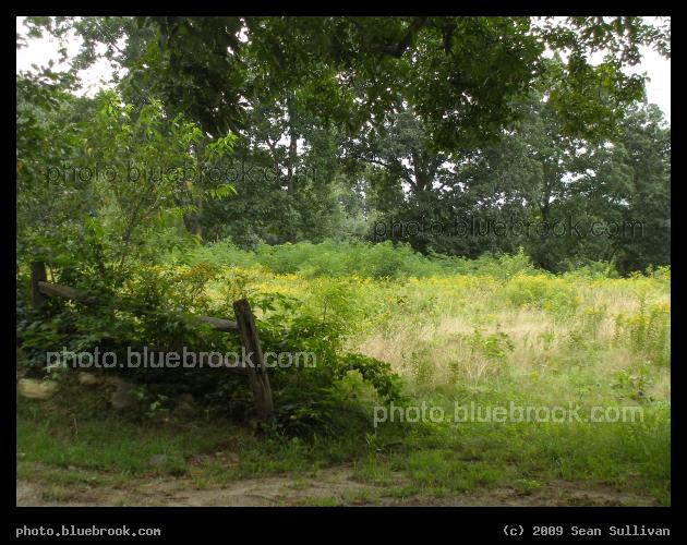 Flowers Beyond the Fence - North Grafton, MA