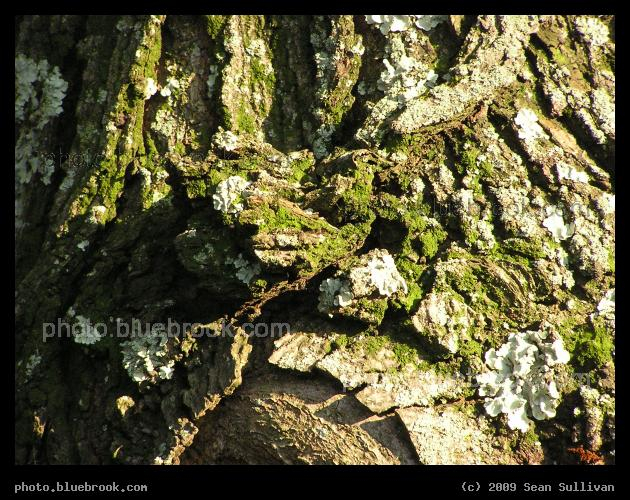Intricate Bark - Allston MA