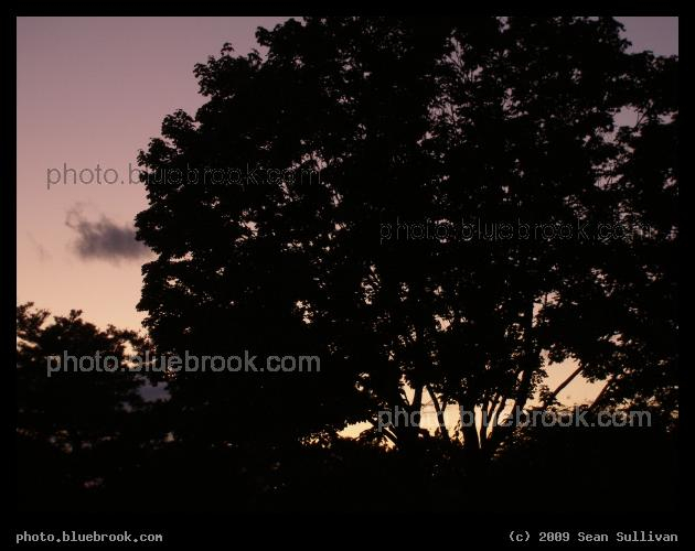 Springfield Dusk - A tree silhouetted against evening twilight, Springfield MA