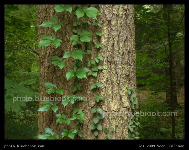 Vines and Bark - Houghton Garden, Newton MA