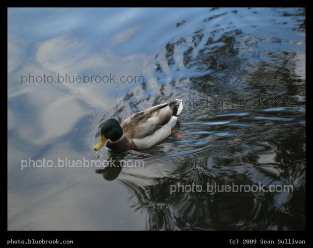 Swimming Mallard - Public Garden, Boston MA