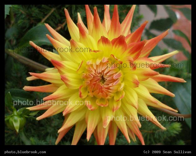 Petal Array - Newbury Street, Boston MA