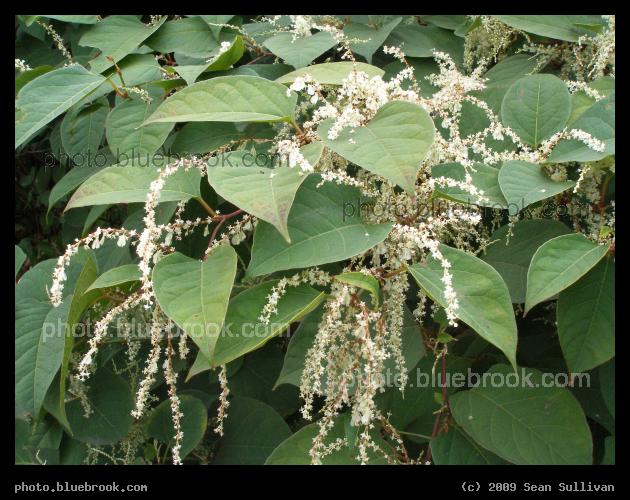 Leaves and Sprays - South Attleboro, MA
