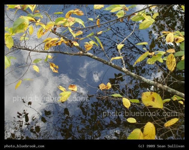 Leaves over Water and Sky - Charles River, Wellesley MA