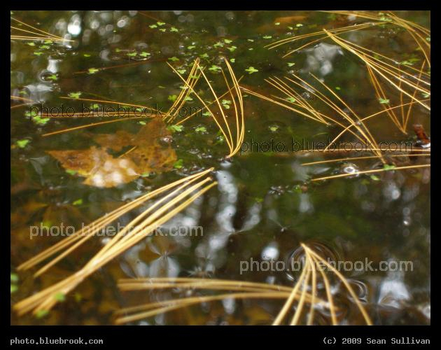 Floating Needles - Houghton Garden, Newton MA