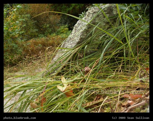 Grass on a Ledge - From a rocky ledge above a walking path at Houghton Garden, Newton MA
