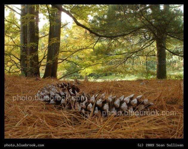 Cones amid Needles - Arnold Arboretum, Jamaica Plain MA