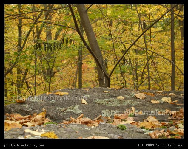 Leaves on a Bedrock Plateau - Webster Conservation Area, Newton MA