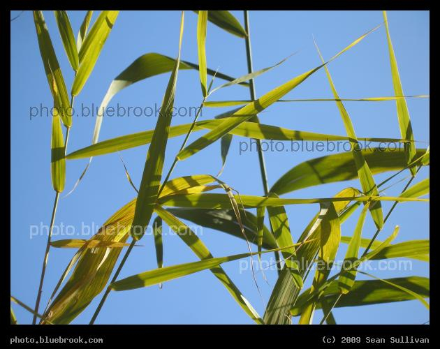 Grass in the Sky - Tall grasses along the Blackwell Path at the Arnold Arboretum, Jamaica Plain MA