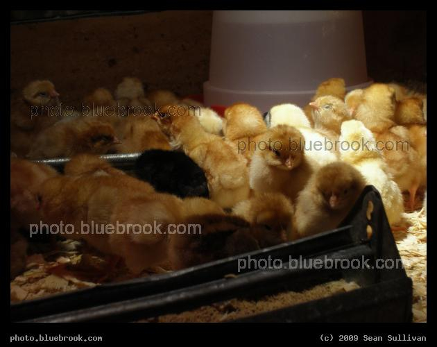 Baby Chicks - The Big E, West Springfield MA