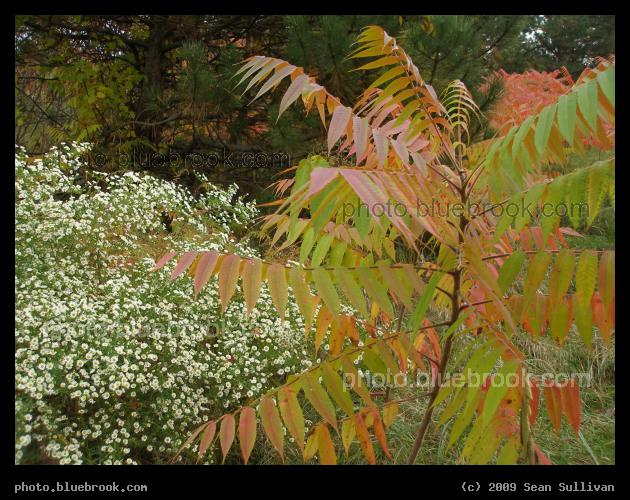 Prismatic Leaves - On the Blackwell Path at the Arnold Arboretum, Jamaica Plain MA