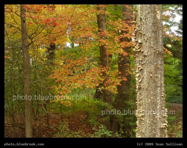 Red Dapples and Bracket Fungus - Houghton Garden, Newton MA