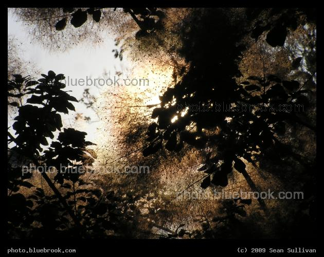 Backlit Fluffy Plant - Somerville MA