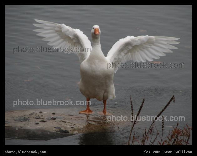 Flap - Hager Pond, Marlborough MA