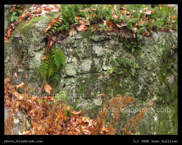 Embellished Rocks - Grafton MA