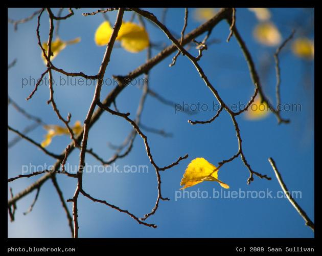 Last Leaves - Reading MA