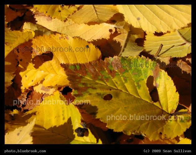Leaves in Reading - Reading MA