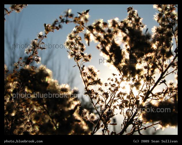 Autumn Remnants of Blossoms - Grafton MA