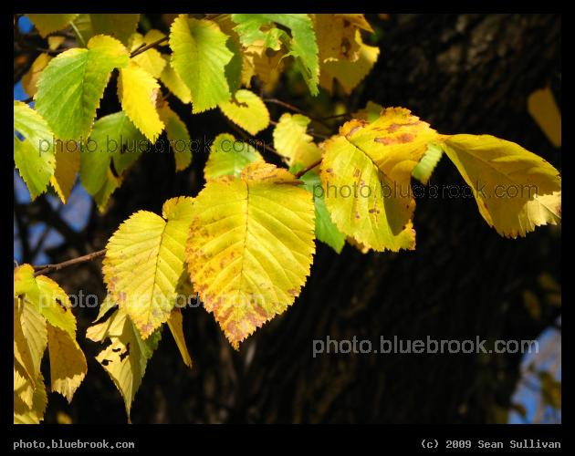 Lines of Leaves - Reading MA