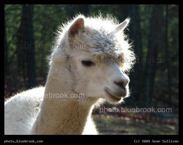Alpaca - Massachusetts