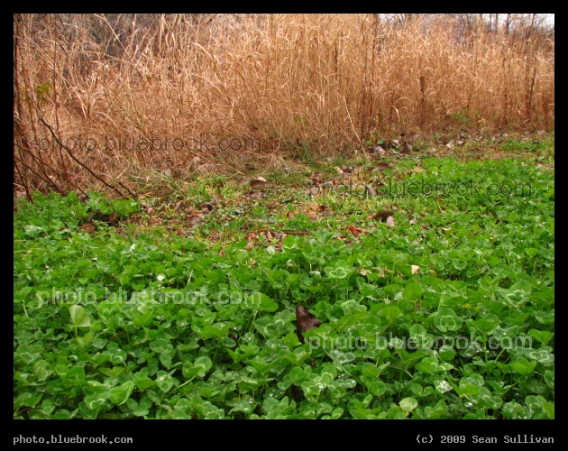 December Clover - Beside a walking path along Alewife Brook, Cambridge MA