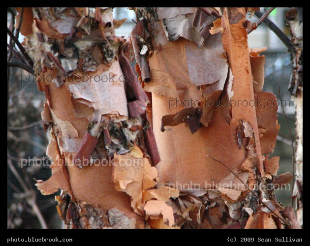 Peeling Bark - North Point Park, Cambridge MA