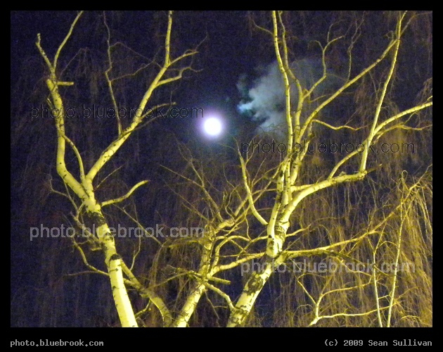Hues on an Urban Night - Moonlight gives a blue hue to the night sky above, while a nearby streetlight gives a yellow hue to a winter tree below.  Somerville, MA