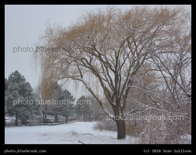Subtle Green and Yellow - Mystic River Reservation, Somerville MA
