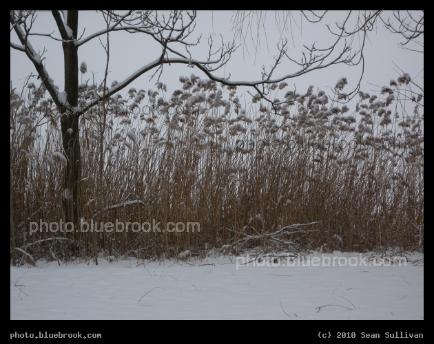 Wavy Branch over the Reeds - Mystic River Reservation, Somerville MA
