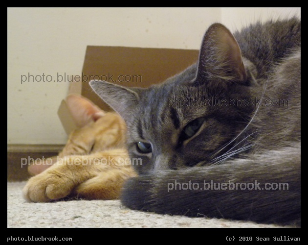 Fern, Watching - Fern (foreground) and Antares (background)