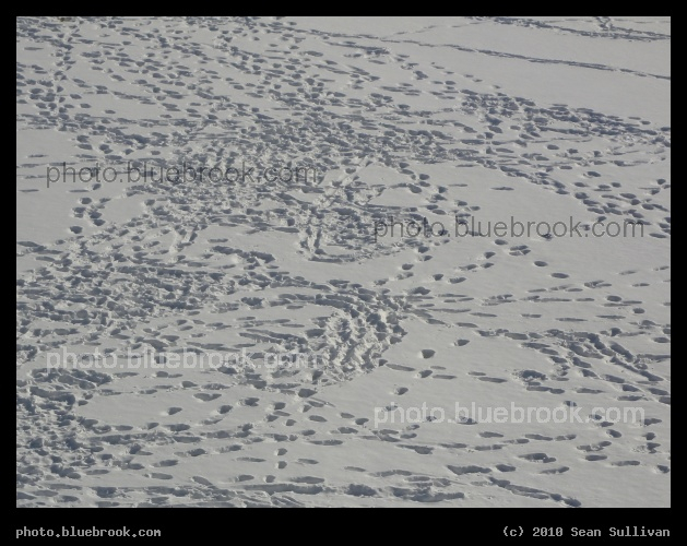 Footprints Everywhere - Brookline MA