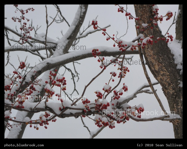 Frozen Berries - Mystic River Reservation, Somerville MA