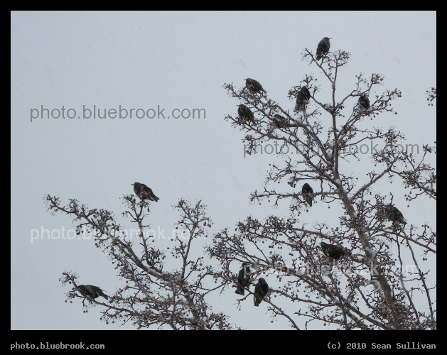 Thirteen Starlings - Assembly Square, Somerville MA